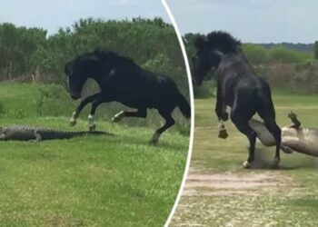 Scenes / Fierce battle in the wild!  The horse attacks the alligator, which triumphs…