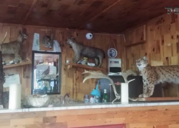 Top Story / Check out this restaurant in Bradashesh, which has embalmed rare species