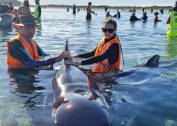 They were stranded on shore / Team rescues 28 whales (Photos)