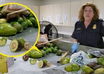 What about the food seized at the airport?