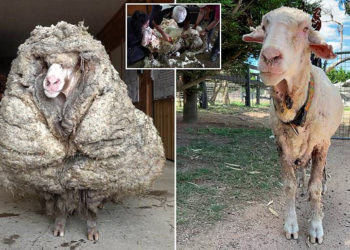 “A new life” / The sheep that has not been rested for years manages to see again after losing 35 kg of fur (photos)