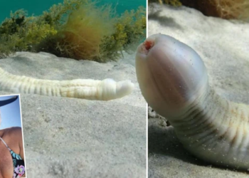 The woman has fun with the ‘fish in the shape of an organ’ that she discovers while diving