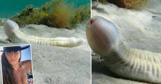 The woman has fun with the ‘fish in the shape of an organ’ that she discovers while diving