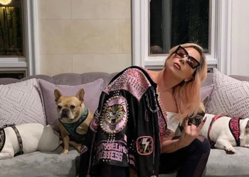 Lady Gaga offers $ 500,000 for dogs that were robbed at gunpoint (photos)