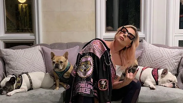 Lady Gaga offers $ 500,000 for dogs that were robbed at gunpoint (photos)