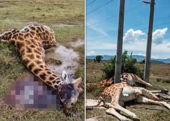 Three giraffes die from low power cables in Kenya nature park (photos)