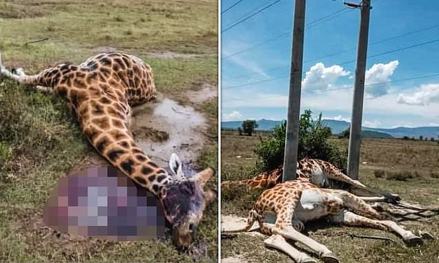 Three giraffes die from low power cables in Kenya nature park (photos)