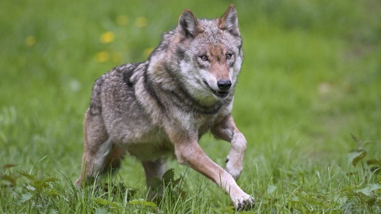 9 wolves tried to escape, 4 of them were killed!  The zoo in France closes
