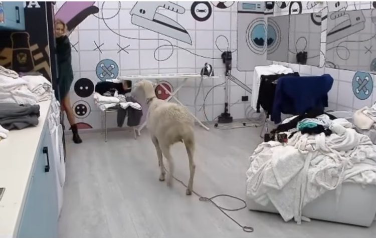 In the house enters the sheep, the girls have to remove it in secret