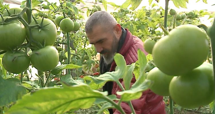 Farmers are destroying the market / Producers are losing money. All profit goes to collectors and traders
