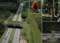 Orange monkeys finally have ‘wildlife bridge’ over forest highway in Brazil (photos)
