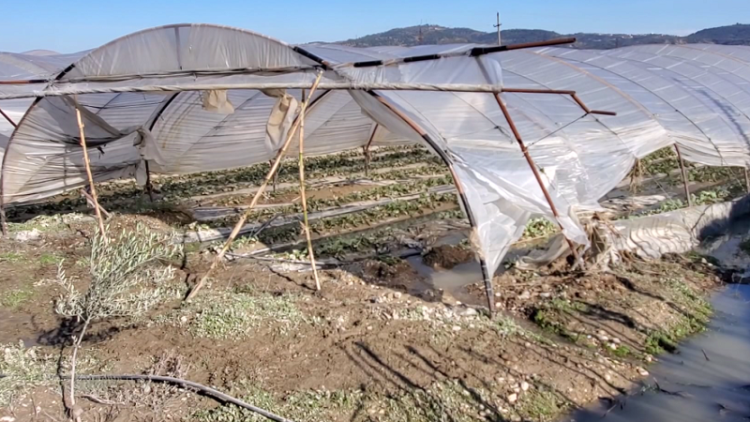 Flood damage / In Fier, tens of hectares of strawberry orchards and greenhouses under water