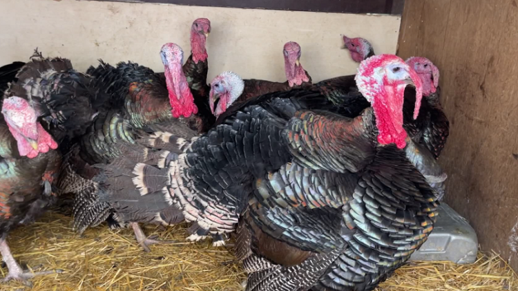 Increasing the price of turkeys / This year it is sold for 200-300 lek more per kilogram