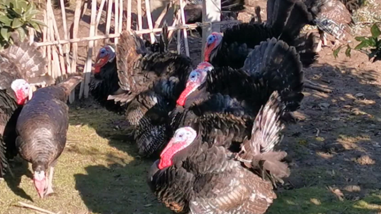 Holiday bird becomes more expensive / The market expands to Kosovo, the price goes up to 1200 ALL per kilogram