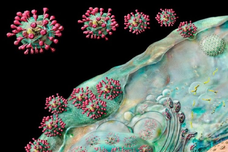 Research: COVID-19 attacks the human stress response system