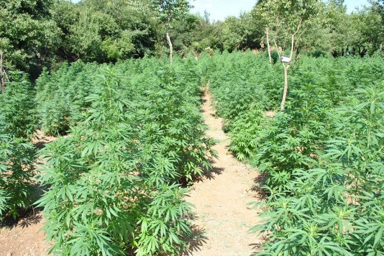 They allowed the cultivation of cannabis, the CIA puts in prison 5 police officers in Fier
