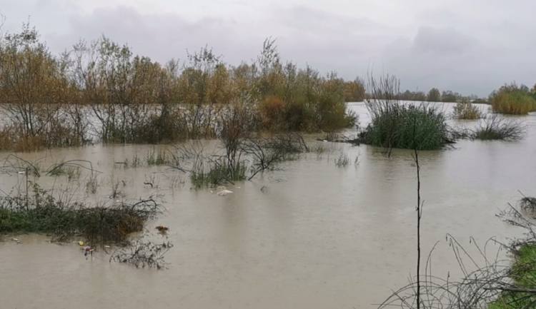 Bad weather in Lushnjë / Seman River floods agricultural lands, there is no danger for dwellings