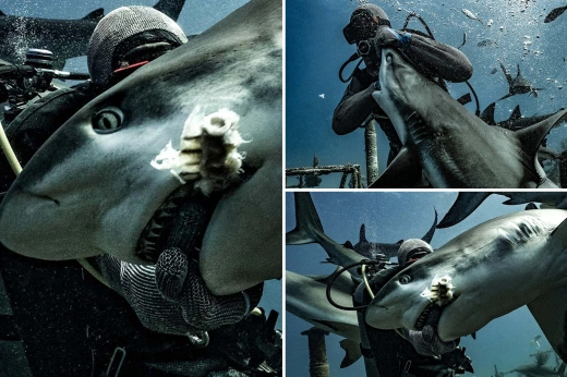 Moments of horror when the massive shark bites the diver’s hand surrounded by 20 sea beasts (photos)