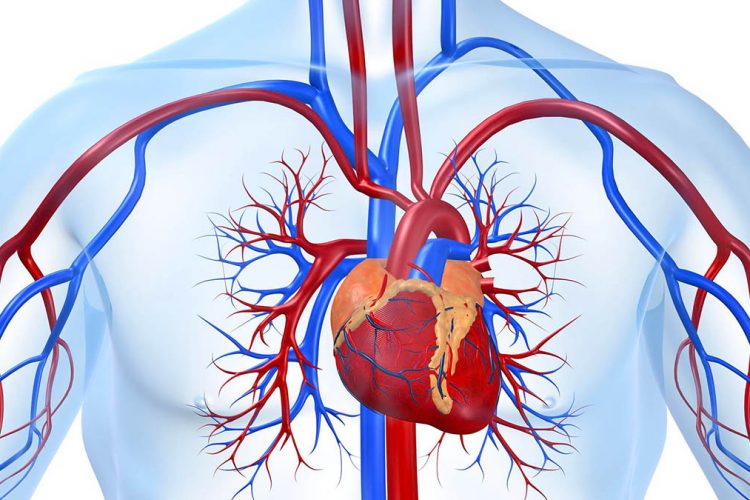 High blood pressure before age 40 increases the risk of heart and brain problems