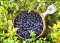 Dried cranberry tea / How to prepare and use it for immunity