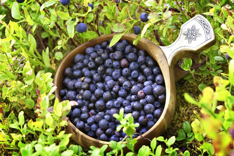 Dried cranberry tea / How to prepare and use it for immunity