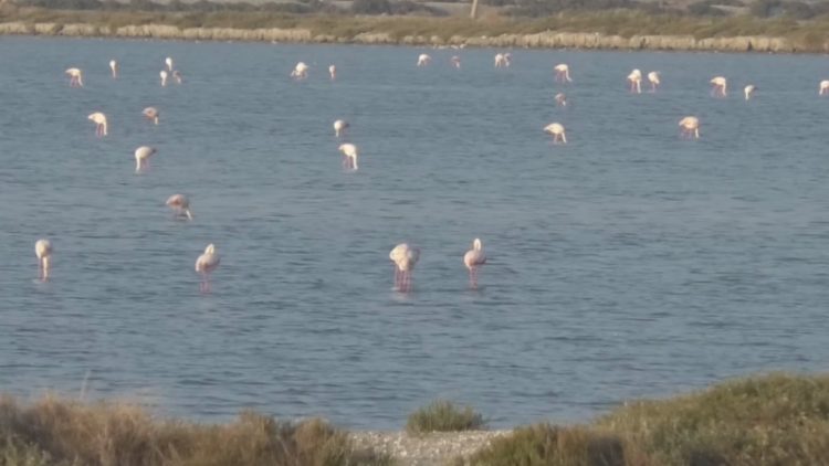Wild birds are counted / Census in Lake Prespa shows fewer waterfowl