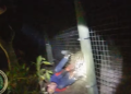 The moment a tiger attacks a zoo employee, the animal is killed by the police (VIDEO)