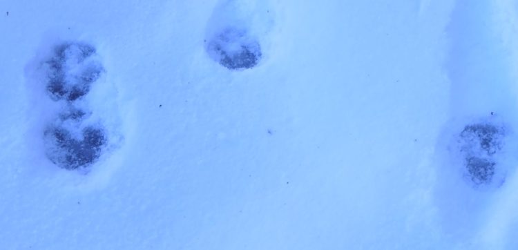 The bear no longer falls into hibernation / Cameras capture movements even in the snow