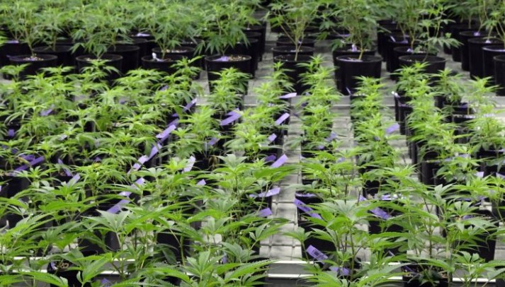 Northern Macedonia sets world record for marijuana imports