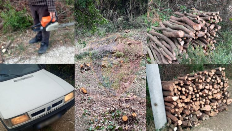 Caught cutting down forests illegally, 2 persons are prosecuted