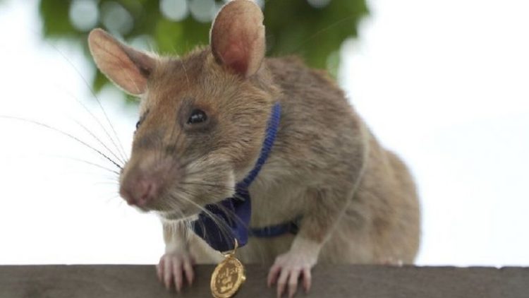 The mouse that discovered over 100 mines died / It was 8 years old, the first and only Macawa mouse to win a medal
