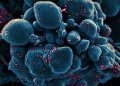 Doctors give reasons why you should not intentionally become infected with Omicron