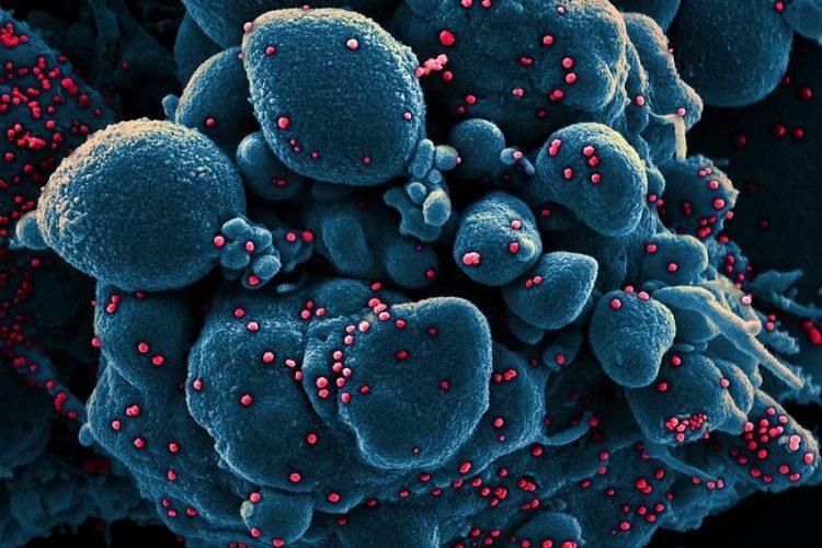 Doctors give reasons why you should not intentionally become infected with Omicron
