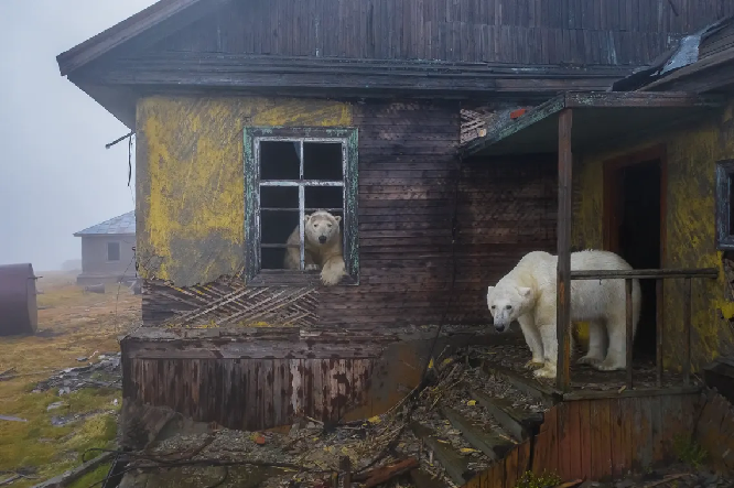 Polar bears ‘settled’ at abandoned Arctic meteorological station (photo gallery)