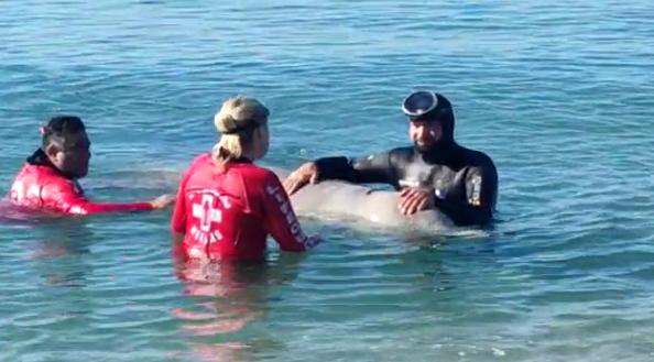 Rare moment when the whale sails on the shores of the Greek capital