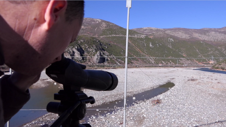 Birds are increasing in Albania!  The ban on hunting has restored flocks of birds