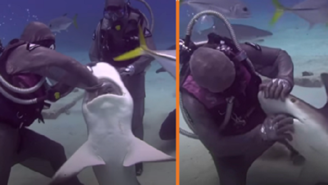 The woman who has removed over 300 fishing hooks from sharks’ mouths with the meditation technique (video-photo)