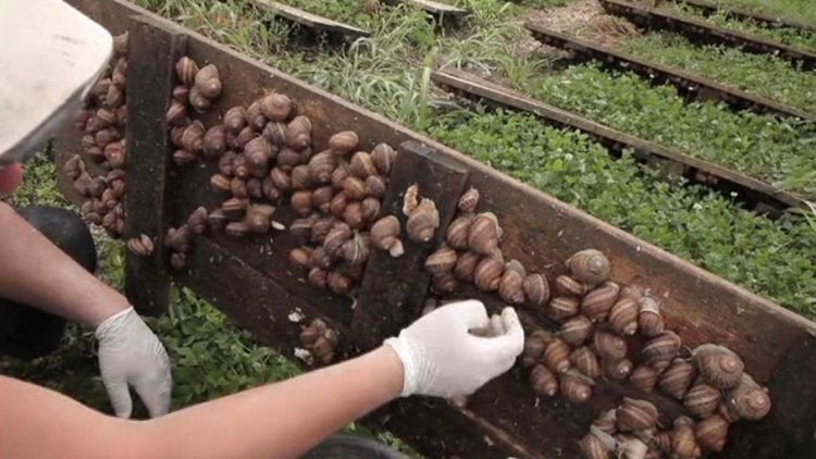 Towards the “extinction” of snail cultivation, the number of farms decreases significantly