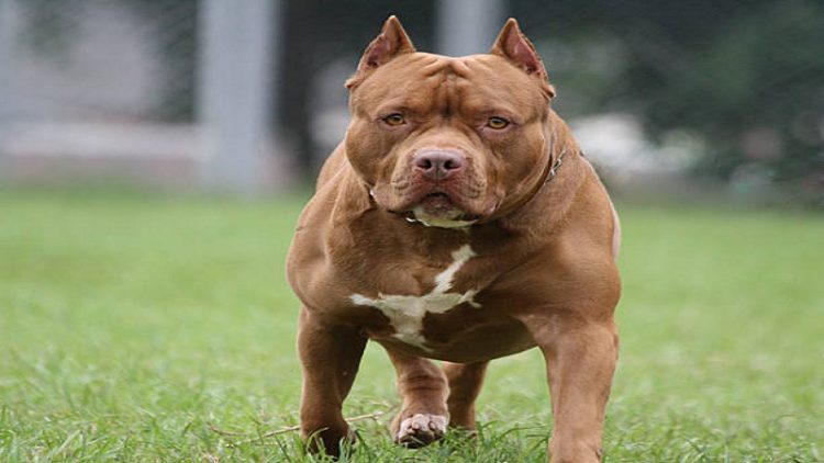 The dog bites the 14-day-old baby 23 times, three days later he died in hospital