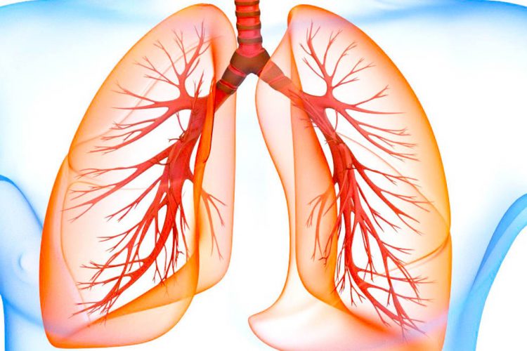 The best foods for lung health and longevity