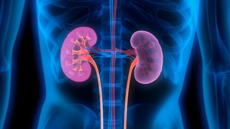 Kidneys for kidney health, the care you need
