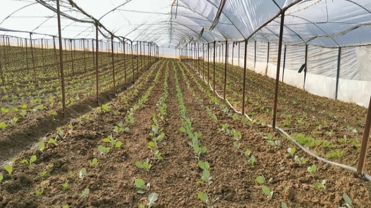 Lack of rain saved the farmers / Lushnje, nights with temperatures below zero degrees did not harm agriculture