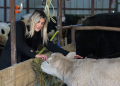 The doctor who became a farmer / The story of the doctor who today raises another 300 cows