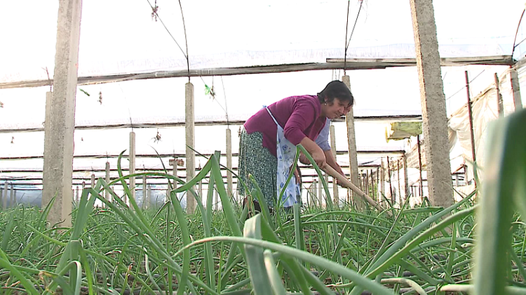 Informal Agriculture / Experts: It lags behind in terms of fiscalism