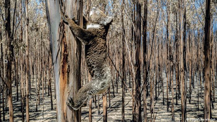 Australia lists koalas as endangered species