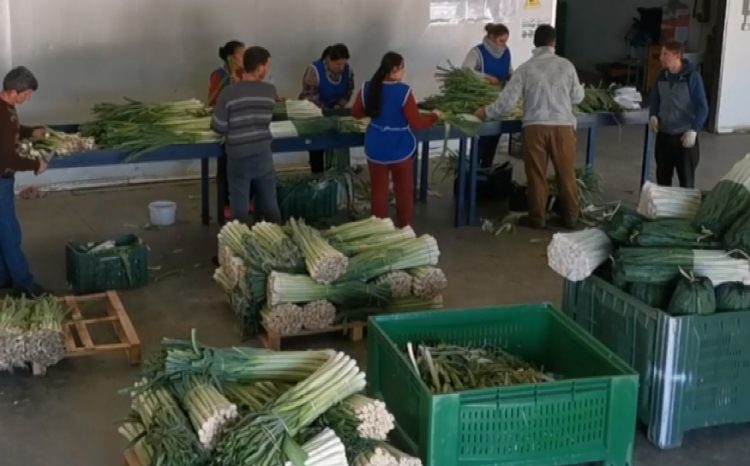 Cabbage is being taken from Ukraine / It is exported more in this period