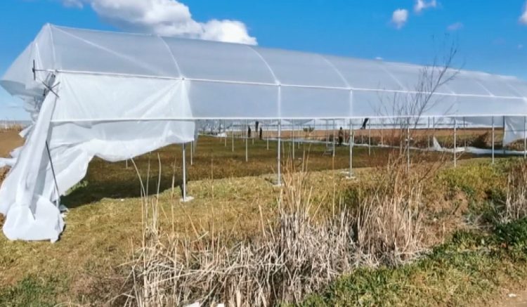 The storm damages the greenhouses in Divjaka. A large area with crops is damaged