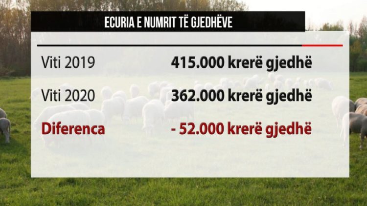 Livestock, less funding / Albania has 52 thousand less cattle than in 2019