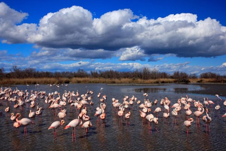Fewer birds came to Divjaka this year / About 9 thousand birds are missing, one of the reasons for urbanization
