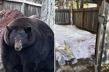 The stealing bear escapes the death penalty as “new evidence” proves innocence for fractures (photos)